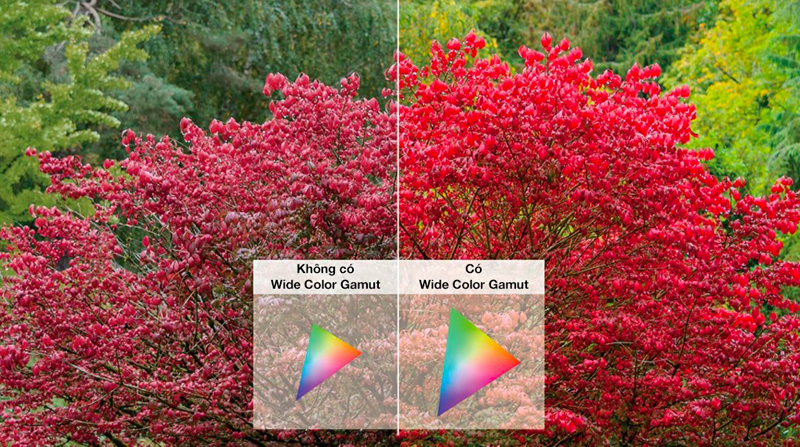 Công nghệ Wide Color Gamut bổ dung màu, cho chất lượng hình ảnh rõ nét hơn